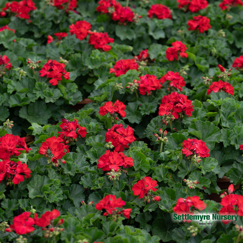 Annual Geranium 10/12 Inch