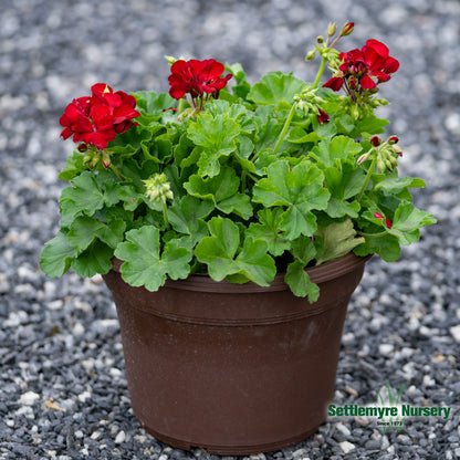 Annual Geranium 10/12 Inch