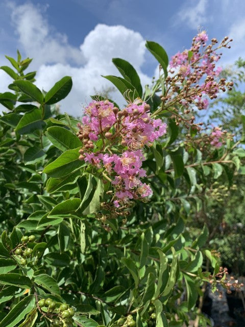 Muskogee Lavender Crape Myrtle Tree