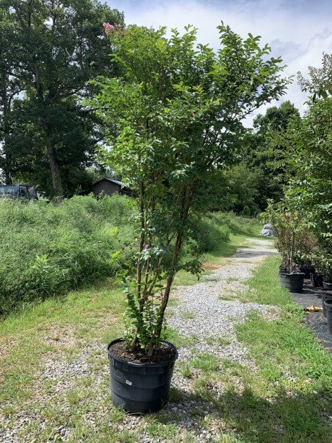 Muskogee Lavender Crape Myrtle Tree