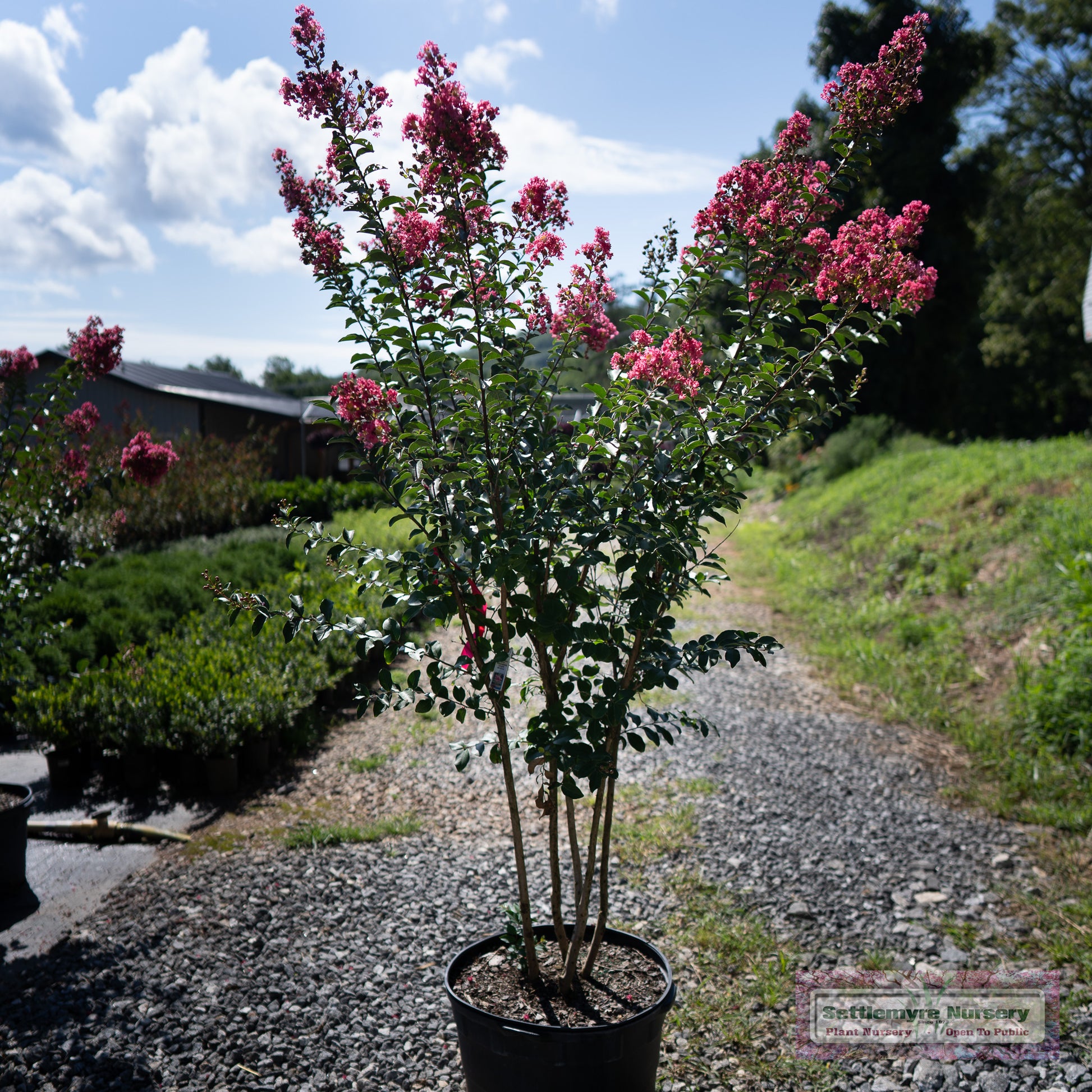 Tuscarora Watermelon Crape Myrtle tree in full bloom