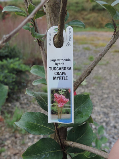 Tuscarora Watermelon Crape Myrtle tree in black pot