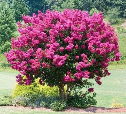 Pink Velour Crape Myrtle Tree