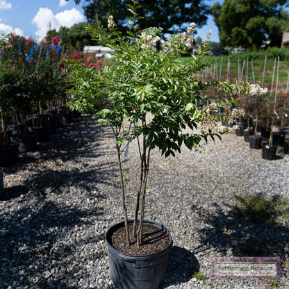 Natchez White Crape Myrtle Tree