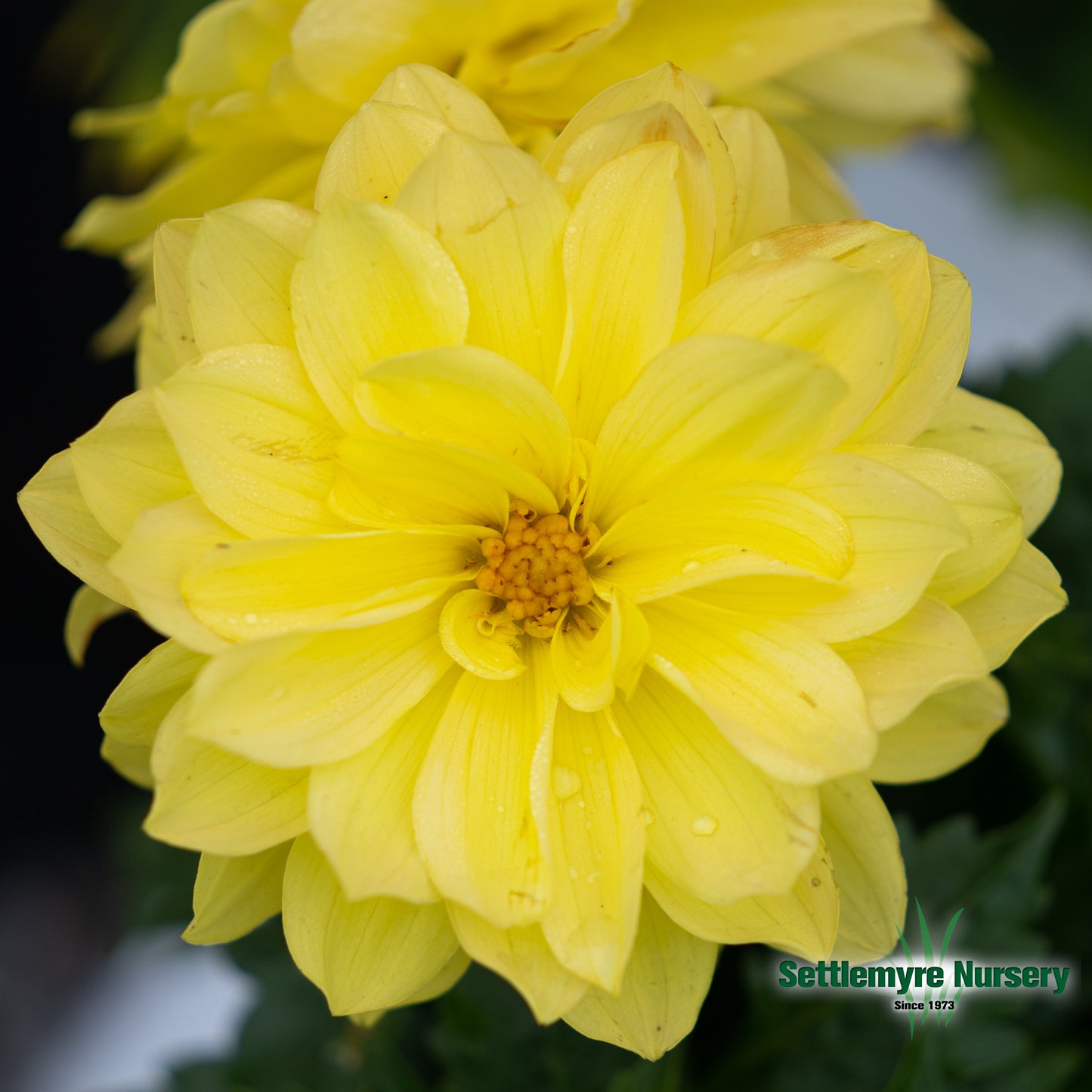 Dahlia Assorted 1 Gallon