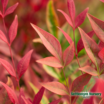 Obsession Nandina