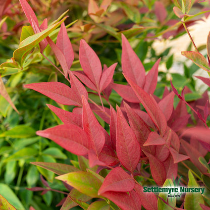 Obsession Nandina