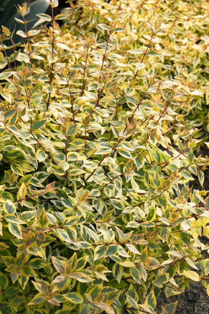 Kaleidoscope Abelia in black pot at Settlemyre Nursery