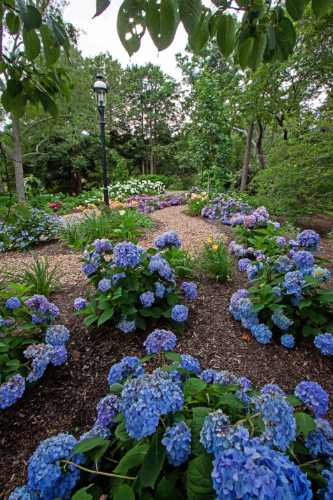 Hydrangea Endless Summer Original 2 Gallon