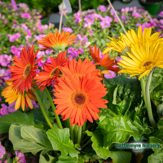 Gerbera Daisy 1 Gallon