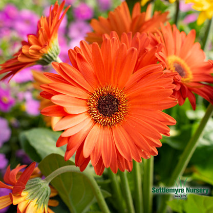 Gerbera Daisy 1 Gallon