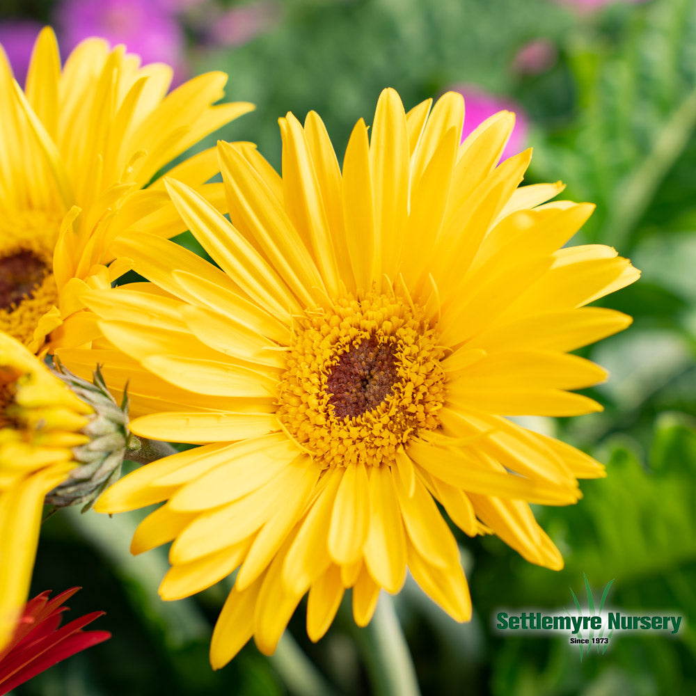 Gerbera Daisy 1 Gallon