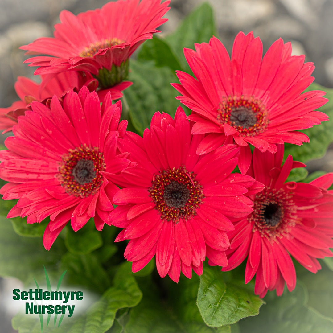 Gerbera Daisy 1 Gallon Settlemyre Nursery