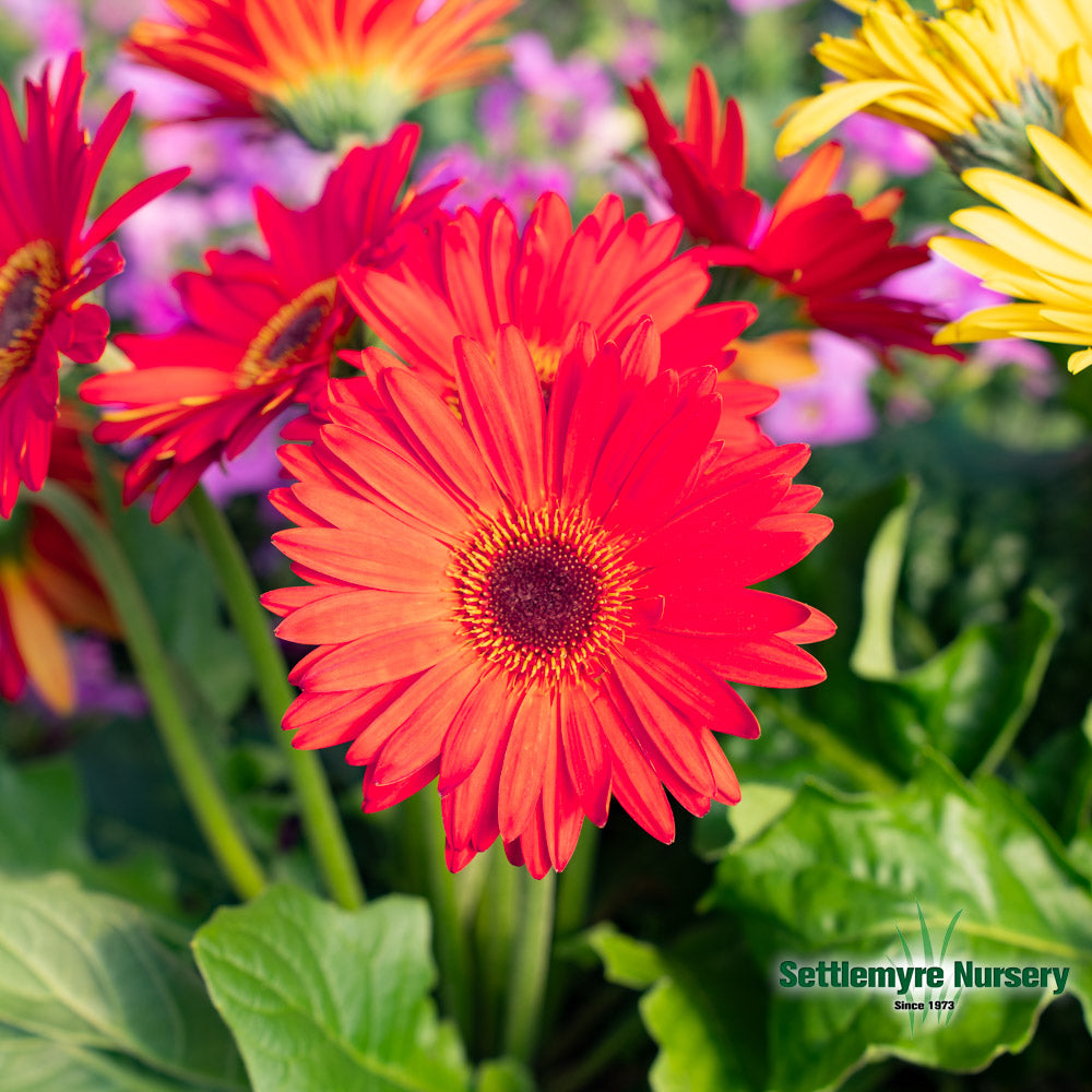 transvaal daisy plant