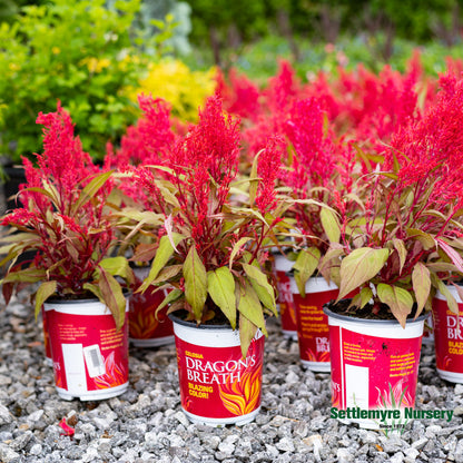 Annual Celosia 1g