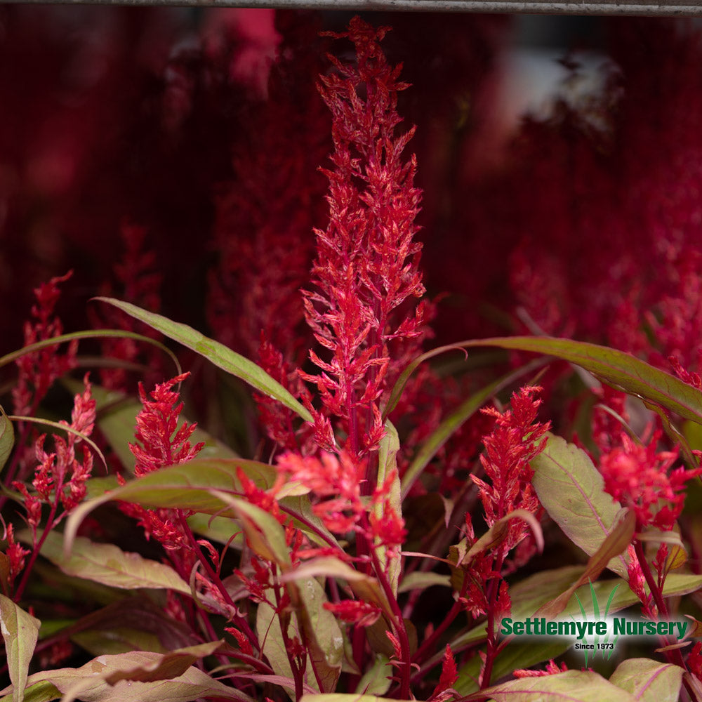 Annual Celosia 1g