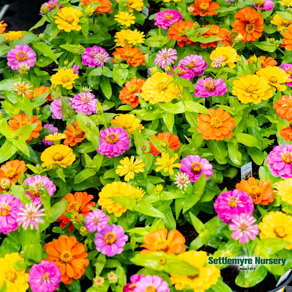 Annual Zinnia 1 Gallon