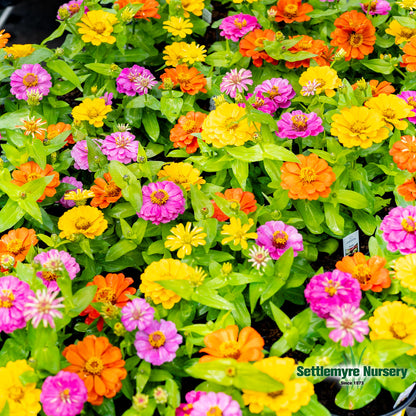 Annual Zinnia 1 Gallon