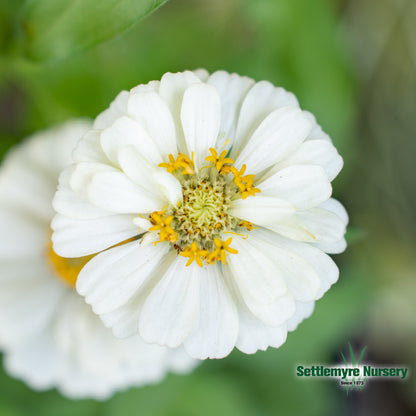 Annual Zinnia 1 Gallon