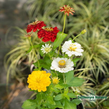 Annual Zinnia 1 Gallon