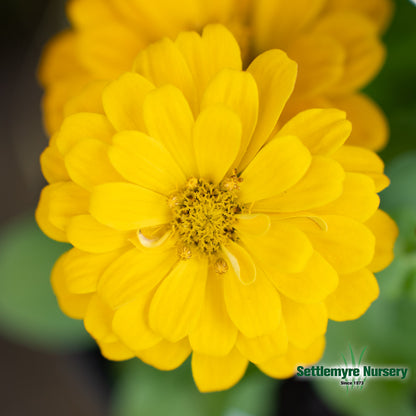 Annual Zinnia 1 Gallon