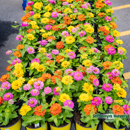 Annual Zinnia 1 Gallon