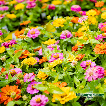 Annual Zinnia 1 Gallon