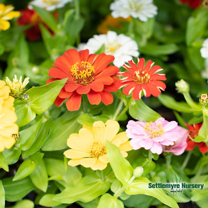 Annual Zinnia 1 Gallon