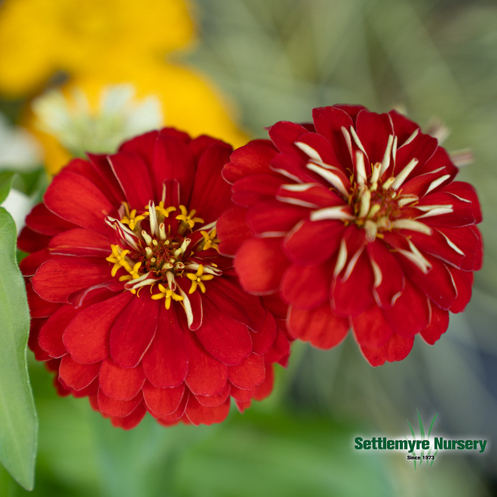 Annual Zinnia 1 Gallon