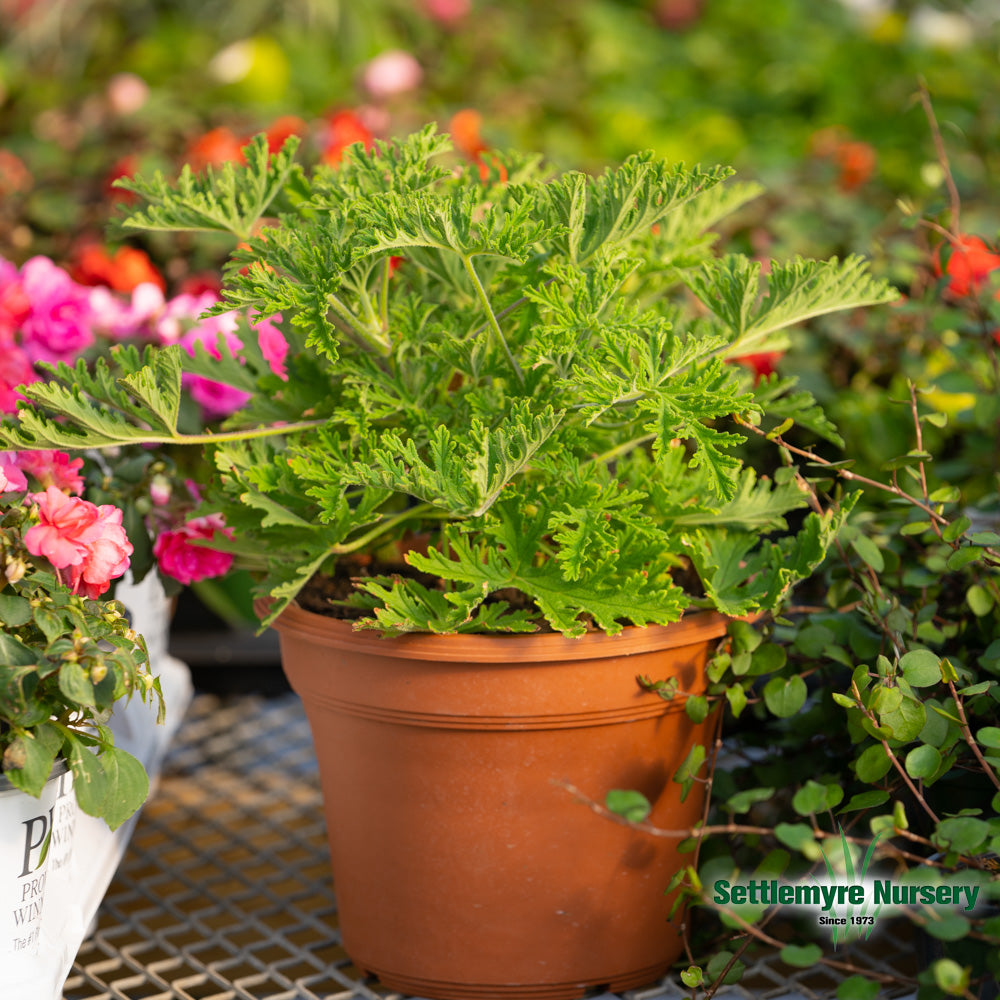 Citronella Mosquito Plant