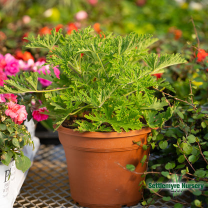 Citronella Mosquito Plant