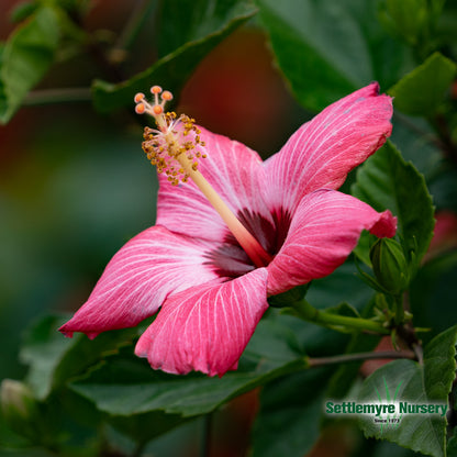 TROPICAL Hibiscus TREE 10