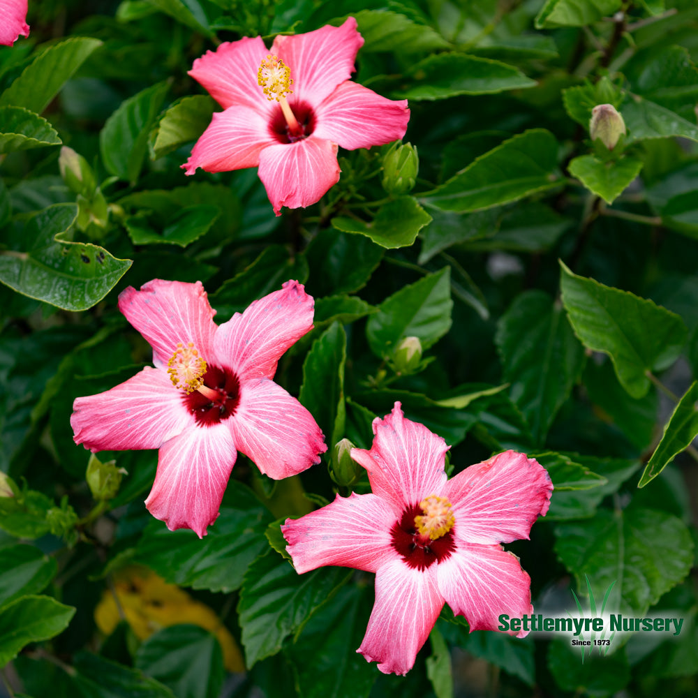 Annual TROPICAL Hibiscus TREE 10 | Settlemyre Nursery