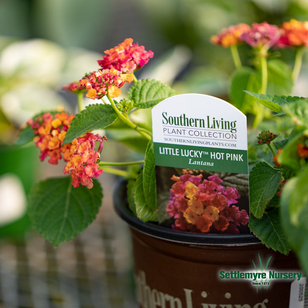 Annual Lantana 1 Gallon