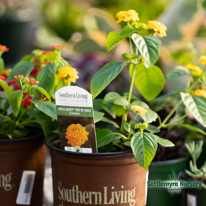 Annual Lantana 1 Gallon