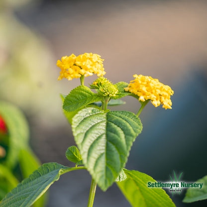 Annual Lantana 1 Gallon