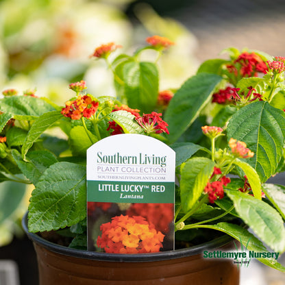 Annual Lantana 1 Gallon