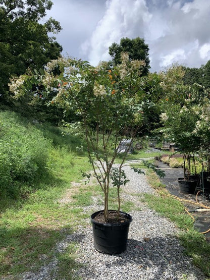 Natchez White Crape Myrtle Tree