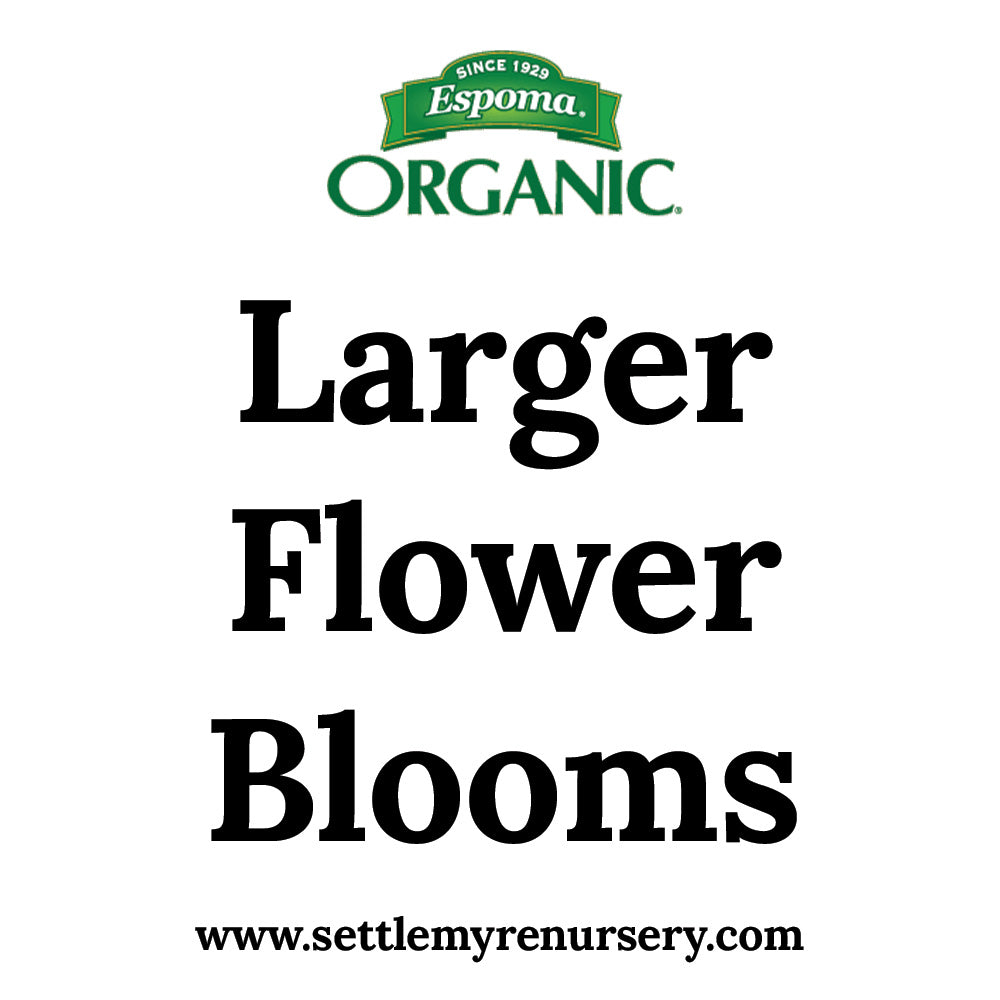 Larger Flower Blooms