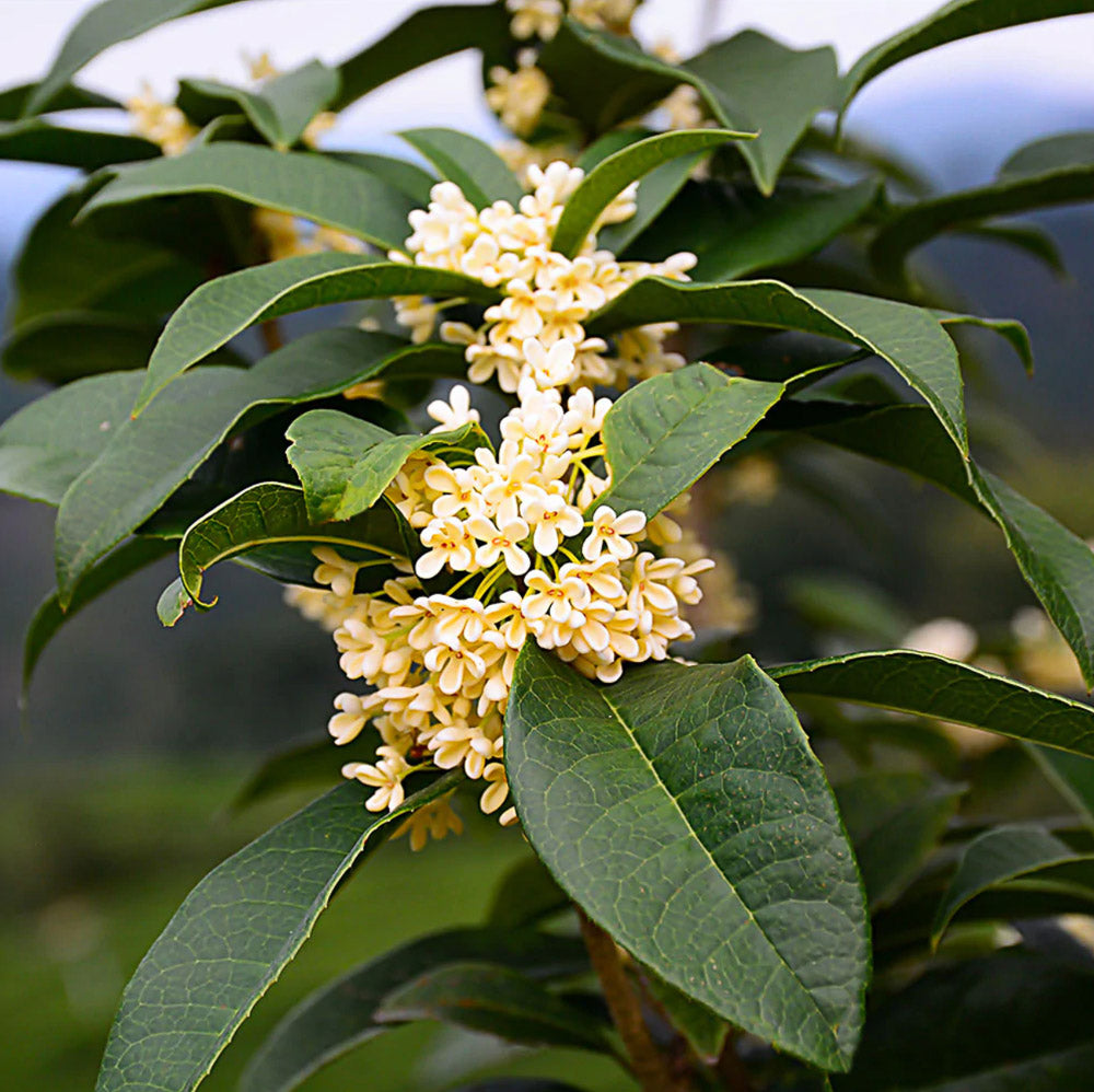 Tea Olive Osmanthus on the farm at Settlemyre Nursery