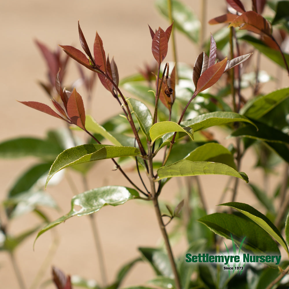 Close-up of white flower on the tea olive osmanthus