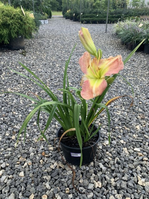 Daylily Natures Jewlery 1 Gallon