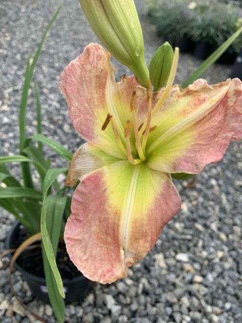 Daylily Natures Jewlery 1 Gallon