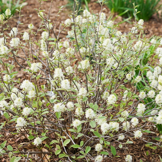 Fothergilla Legend of  The Small 2 Gallon Proven Winners