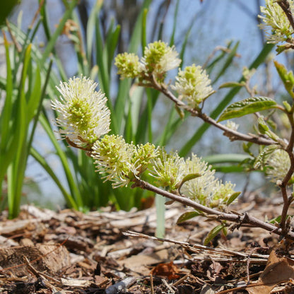 Fothergilla Legend of  The Small 2 Gallon Proven Winners