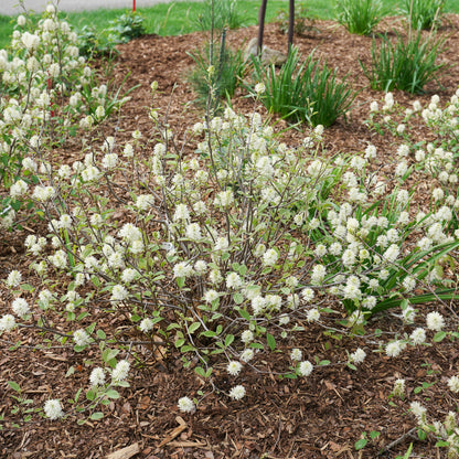 Fothergilla Legend of  The Small 2 Gallon Proven Winners