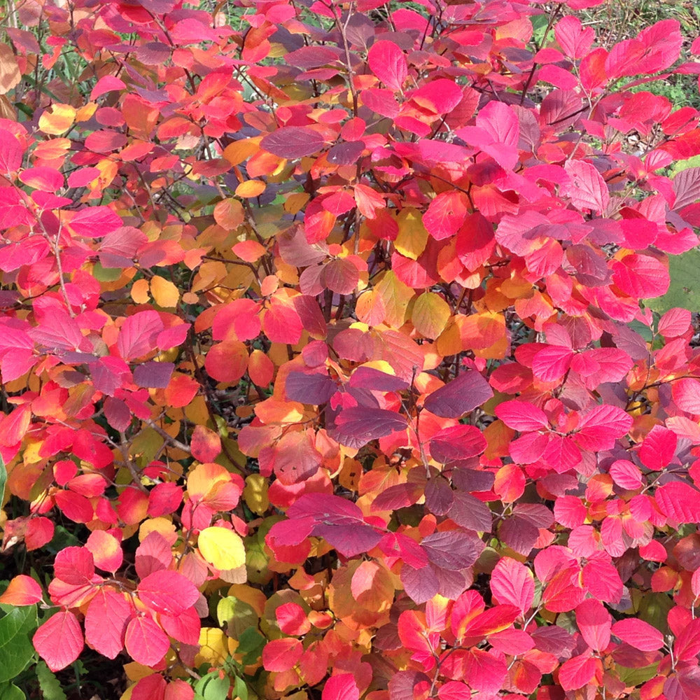 Fothergilla Legend of  The Small 2 Gallon Proven Winners