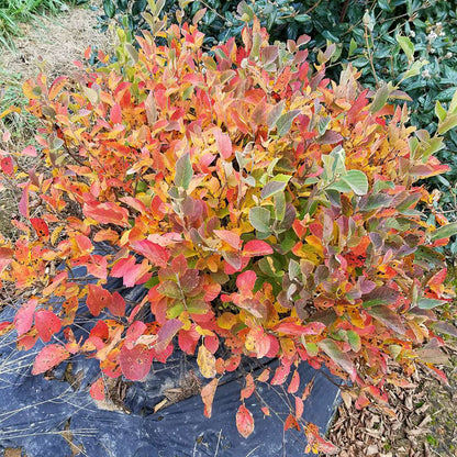 Fothergilla Legend of  The Small 2 Gallon Proven Winners