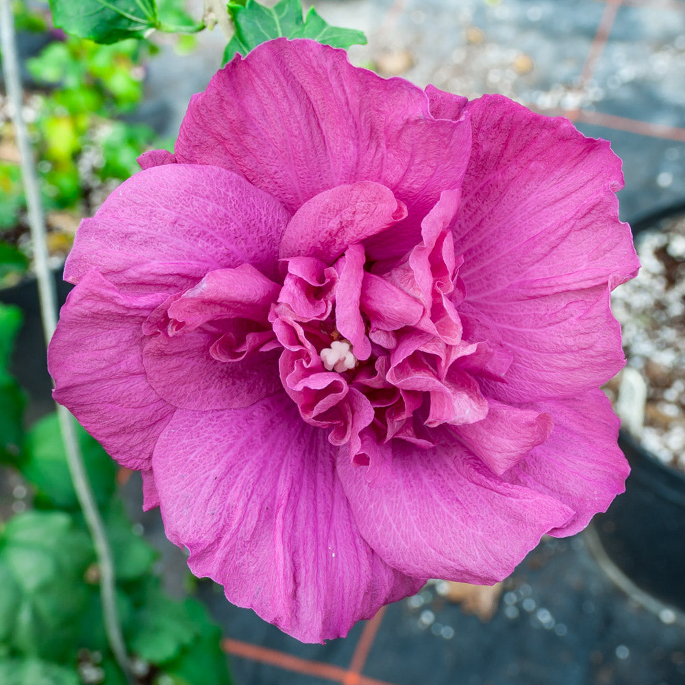 Magenta Chiffon Hibiscus Flowering Shrubs Settlemyre Nursery