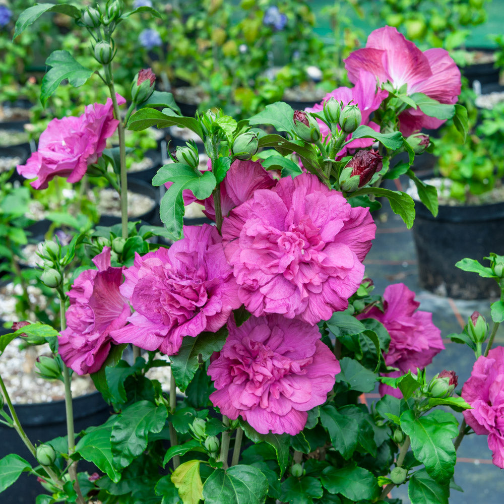 Hibiscus Magenta 2 Gallon